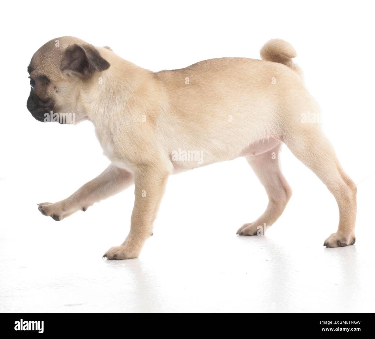 Pug puppy, 7weekold Stock Photo Alamy