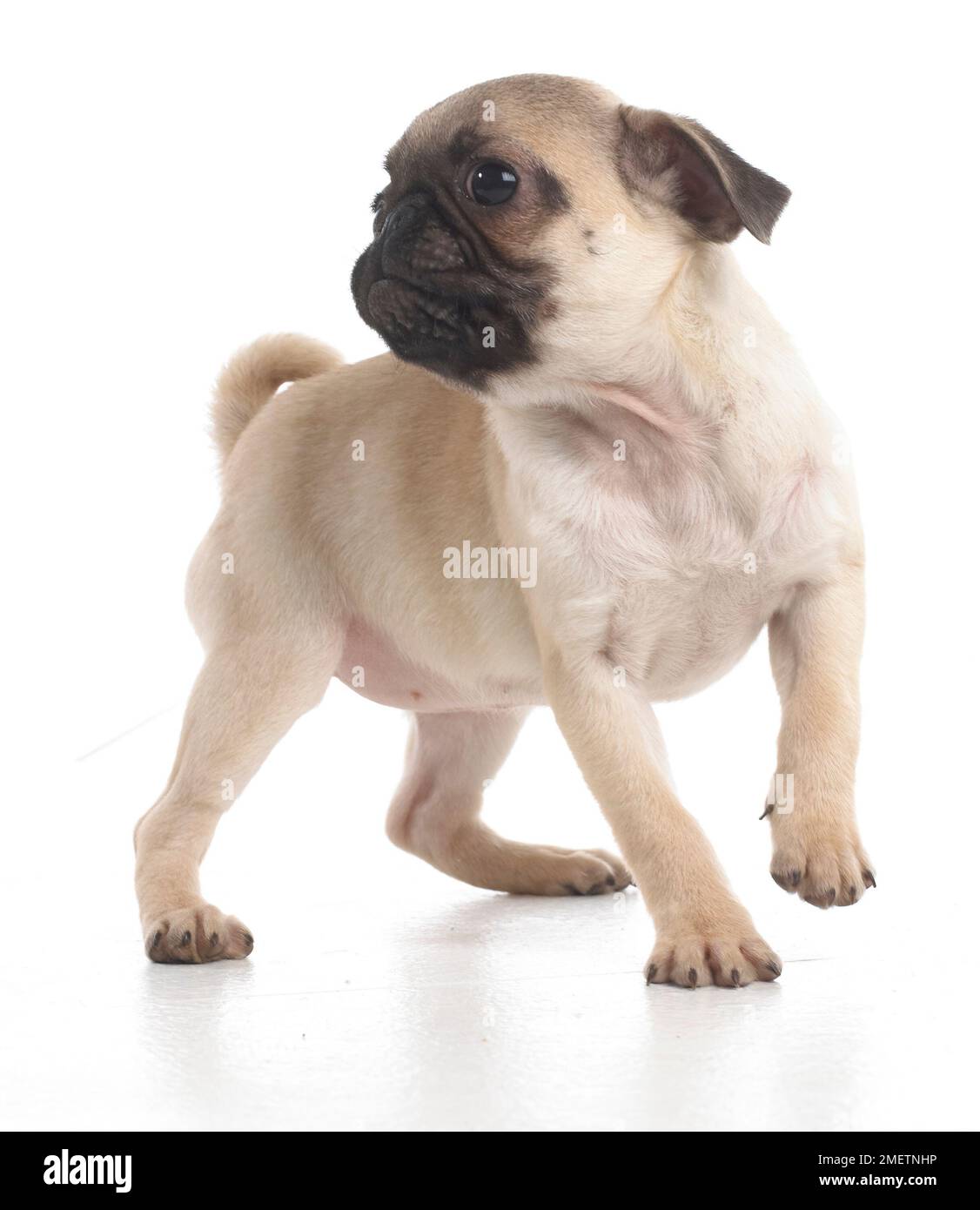 Pug puppy, 7-week-old Stock Photo