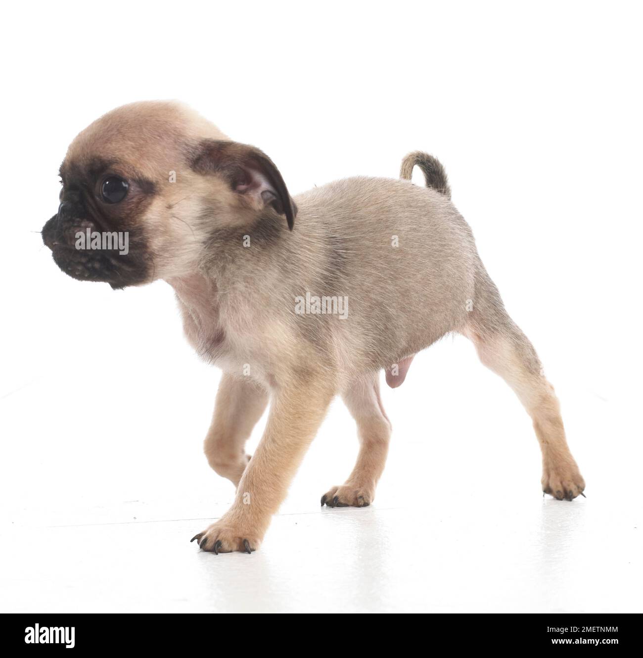 Pug puppy, 7weekold Stock Photo Alamy