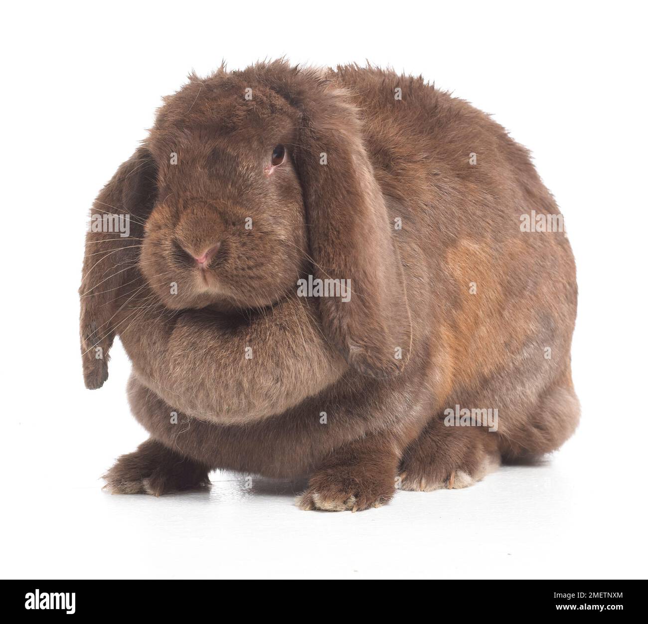 Large brown lopeared rabbit or lop ear rabbit, French Lop Ear rabbit
