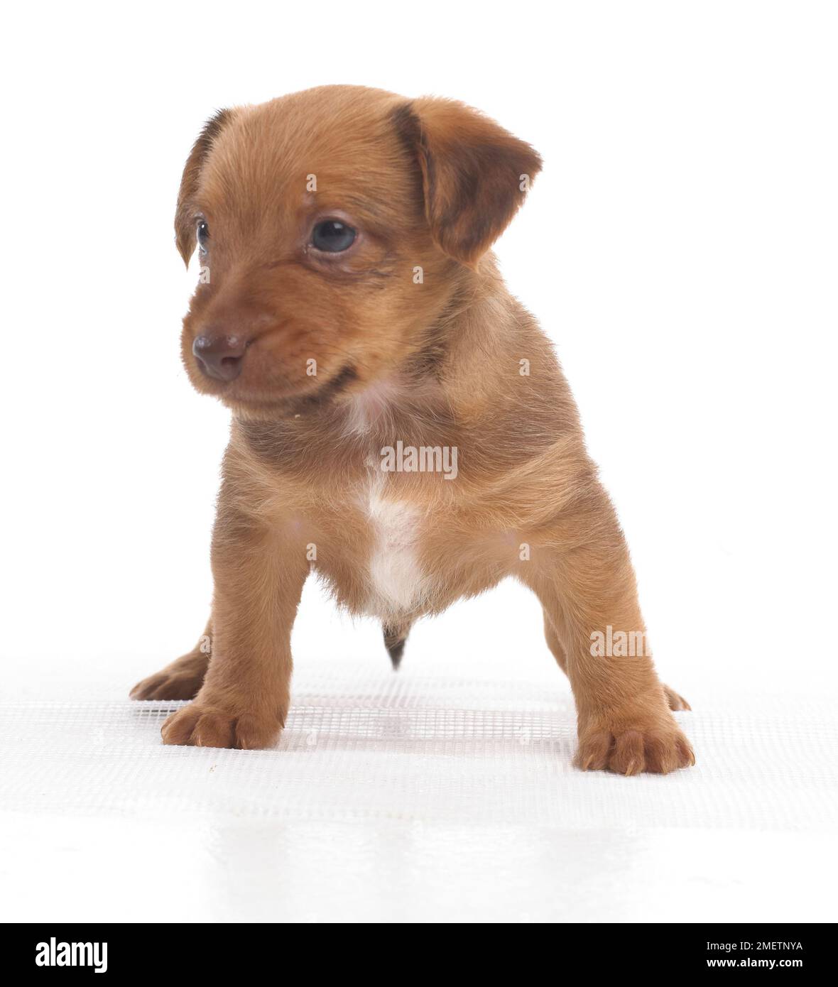 Jack Russell Lakeland Terrier cross, puppy, 5-week-old Stock Photo