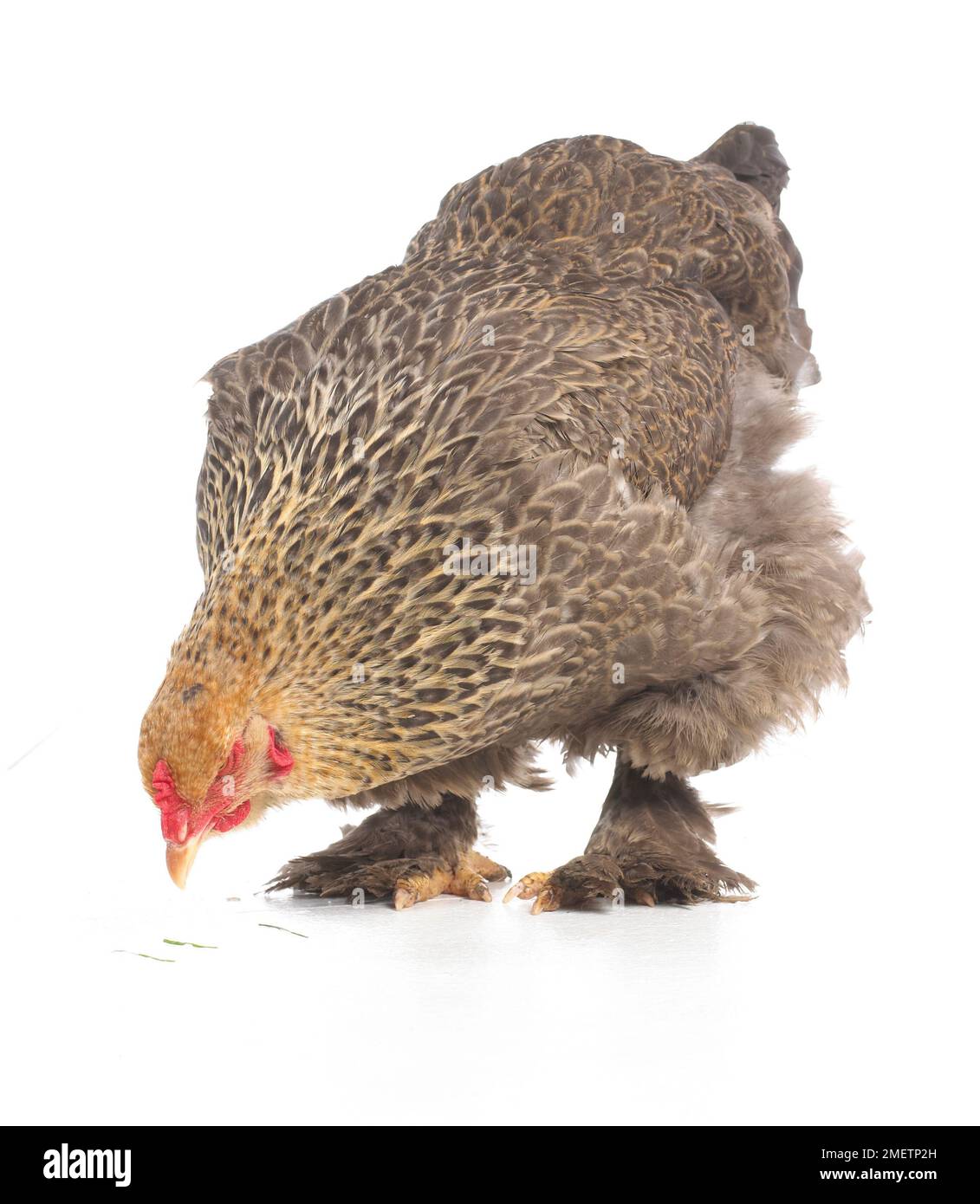 Black Jersey Giant and Light Brahma hens  GreenFuse Photos: Garden, farm &  food photography