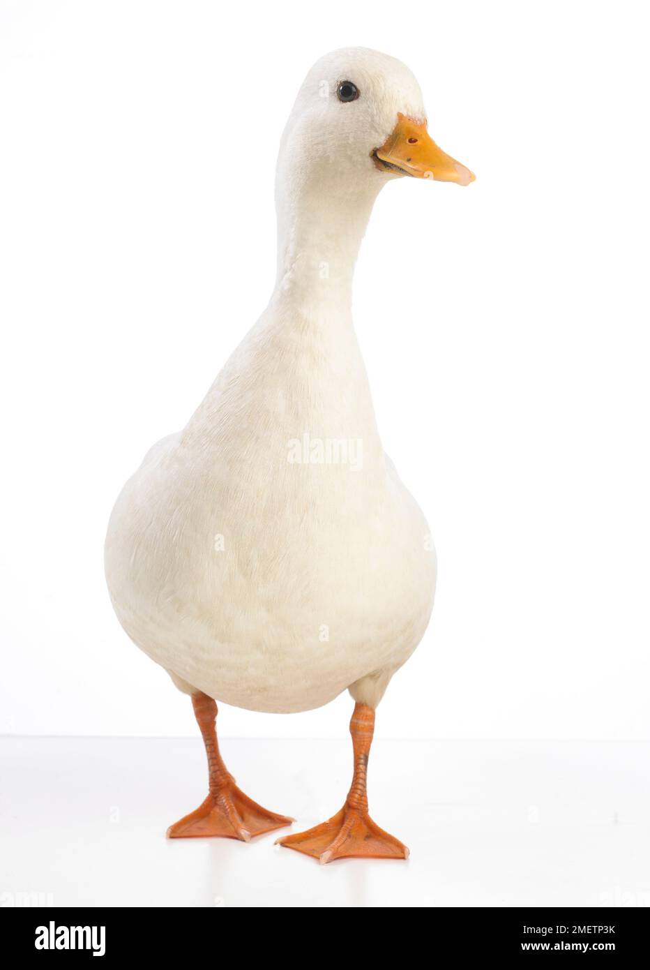 White duck, Call Duck Stock Photo Alamy