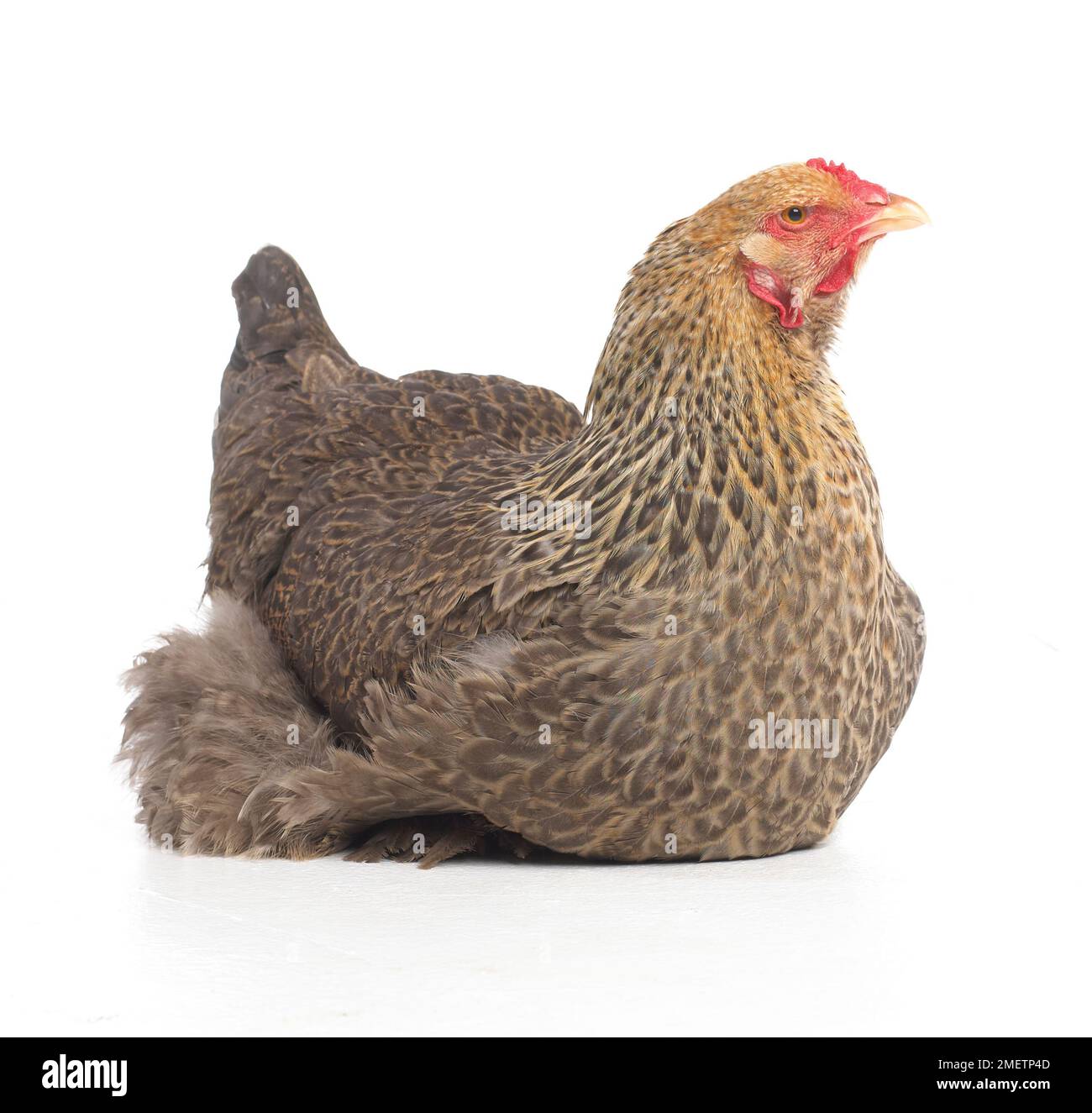 Silver Laced Brahma Chicken Scratching Ground Stock Photo