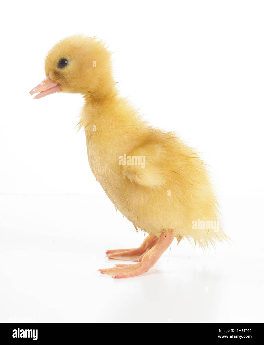 Yellow duckling, Call Duck Stock Photo Alamy