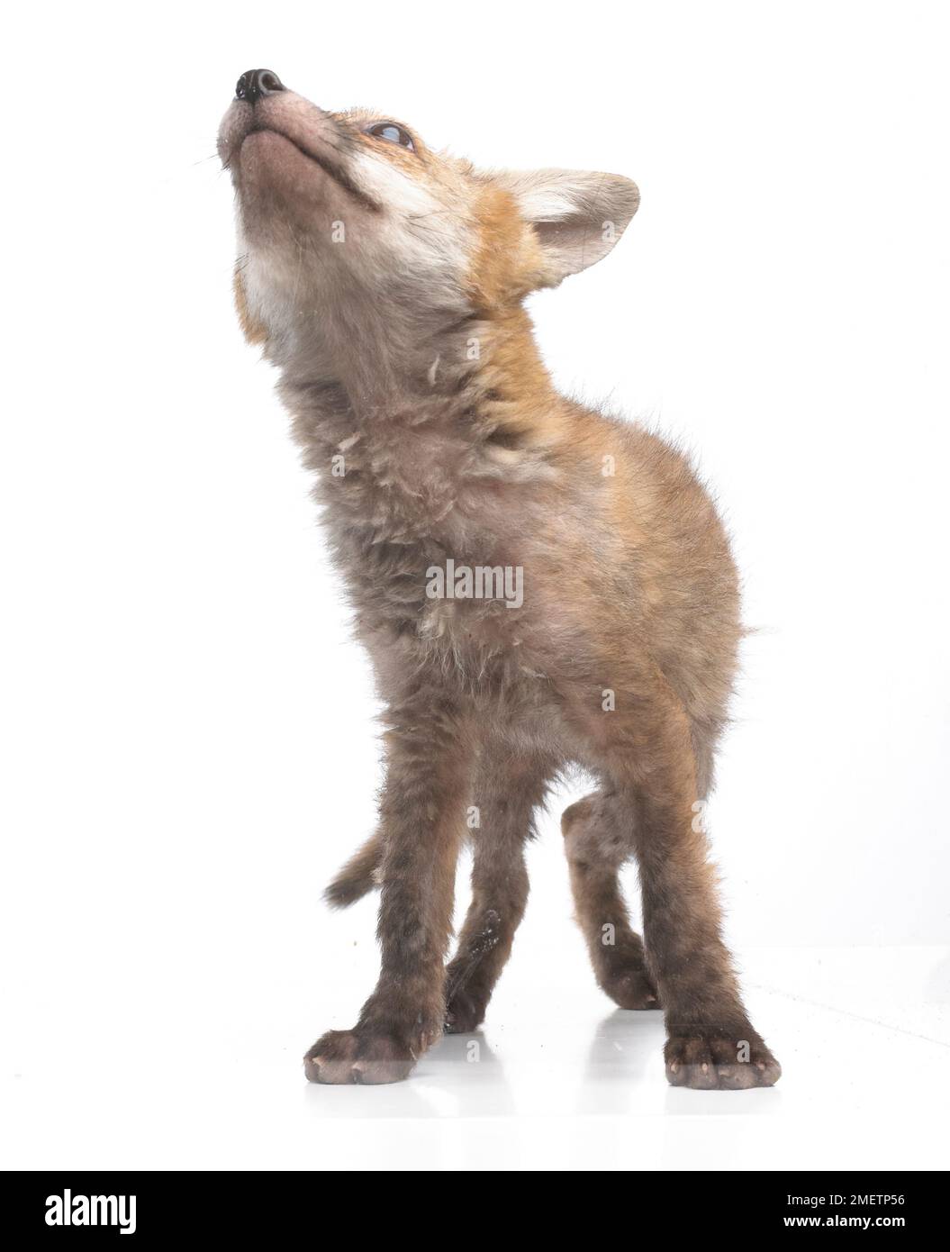 Fox cub, Red Fox (Vulpes vulpes), 5-week-old Stock Photo