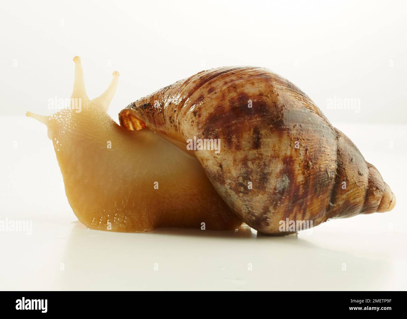 Full albino hi-res stock photography and images - Alamy