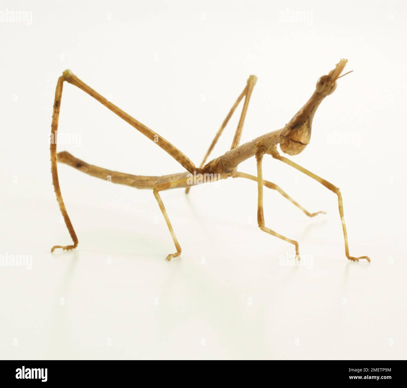 Horse headed hires stock photography and images Alamy