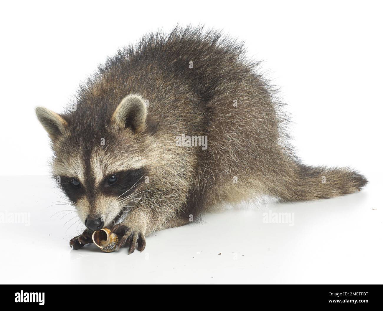 Raccoon (Procyon lotor), 14-week-old male Stock Photo - Alamy