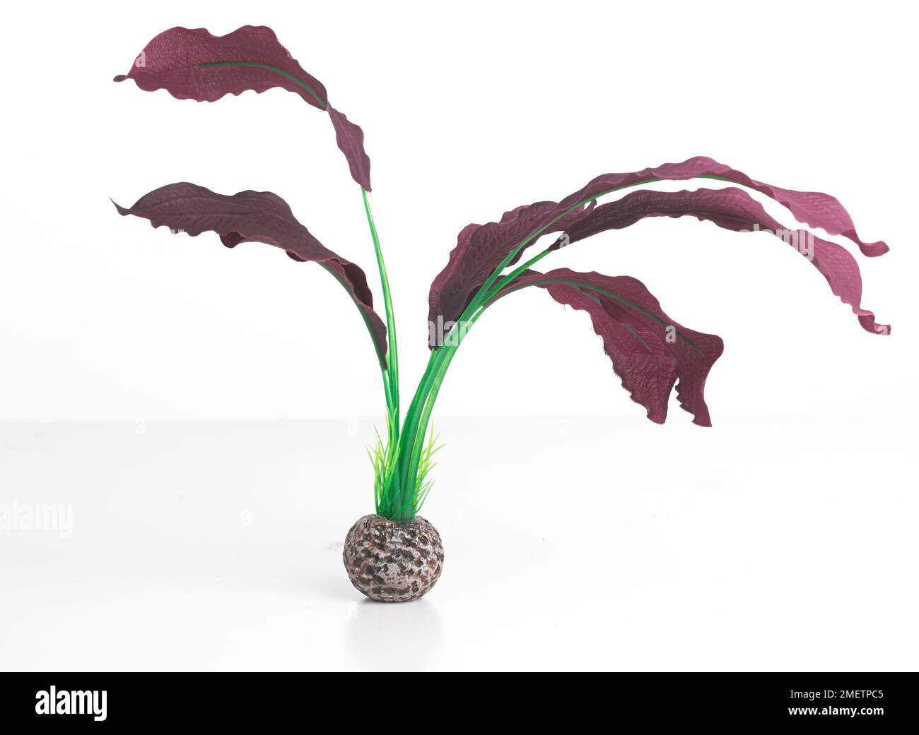 Aquatic Cut Out Stock Images & Pictures Alamy