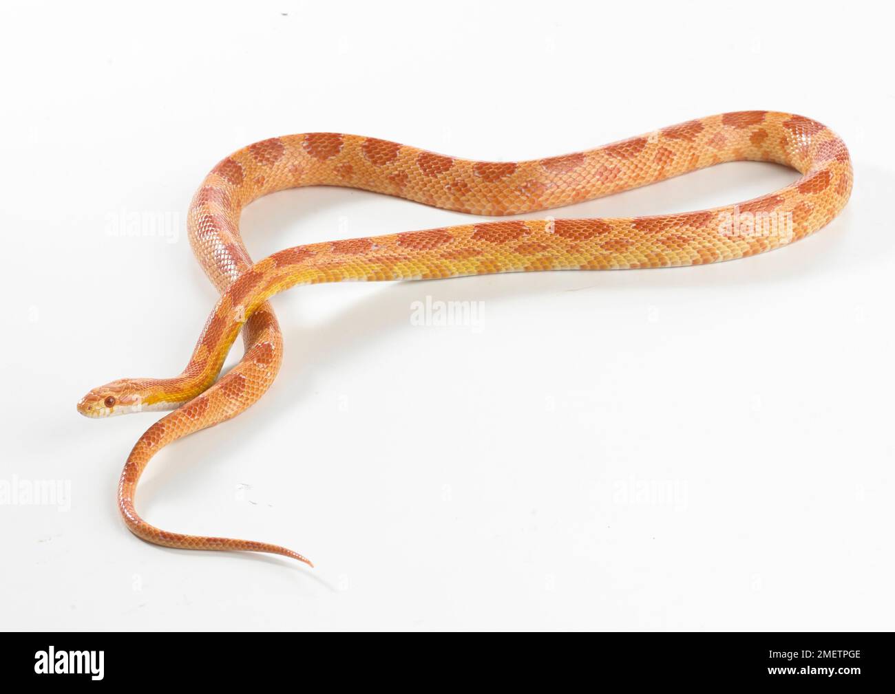 Sunglow Corn Snake, Sunglow Cornsnake (Pantherophis guttatus) Stock Photo