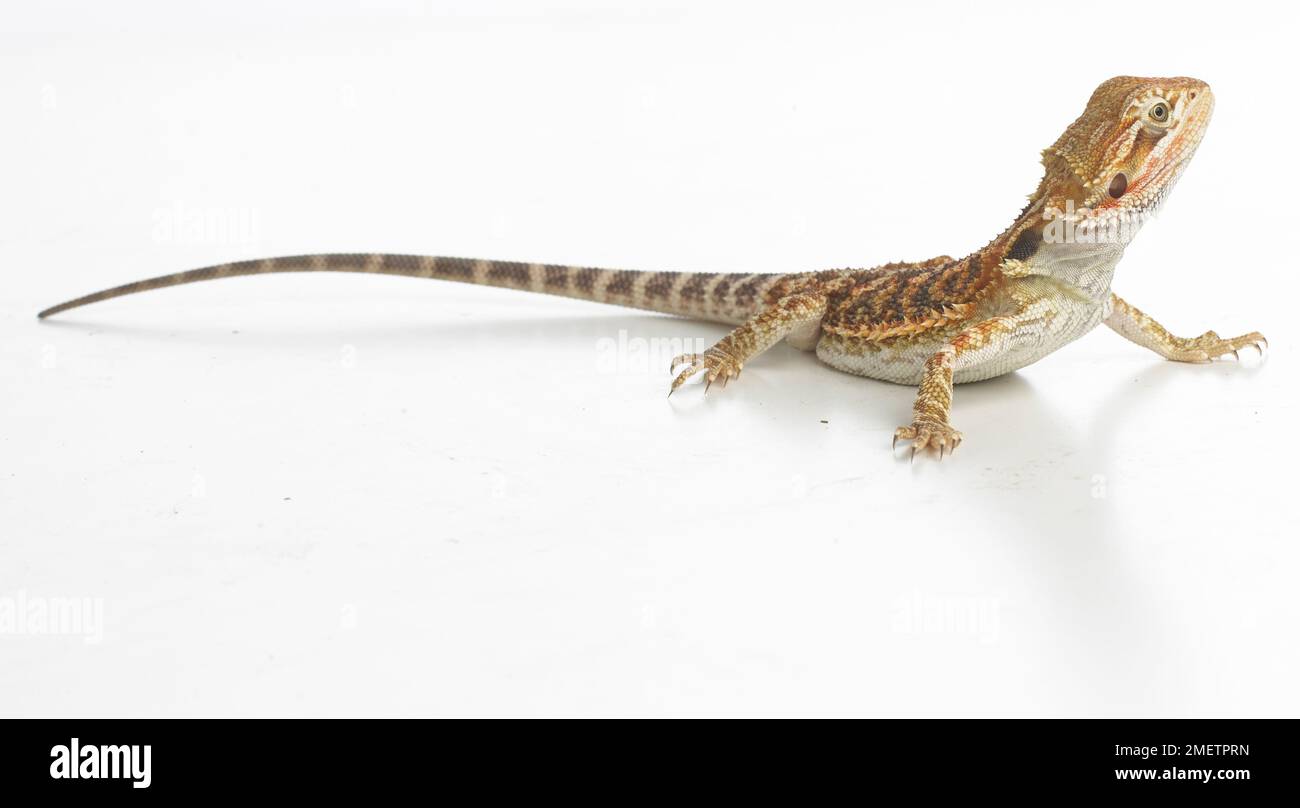 Bearded Dragon (Pogona sp Stock Photo Alamy
