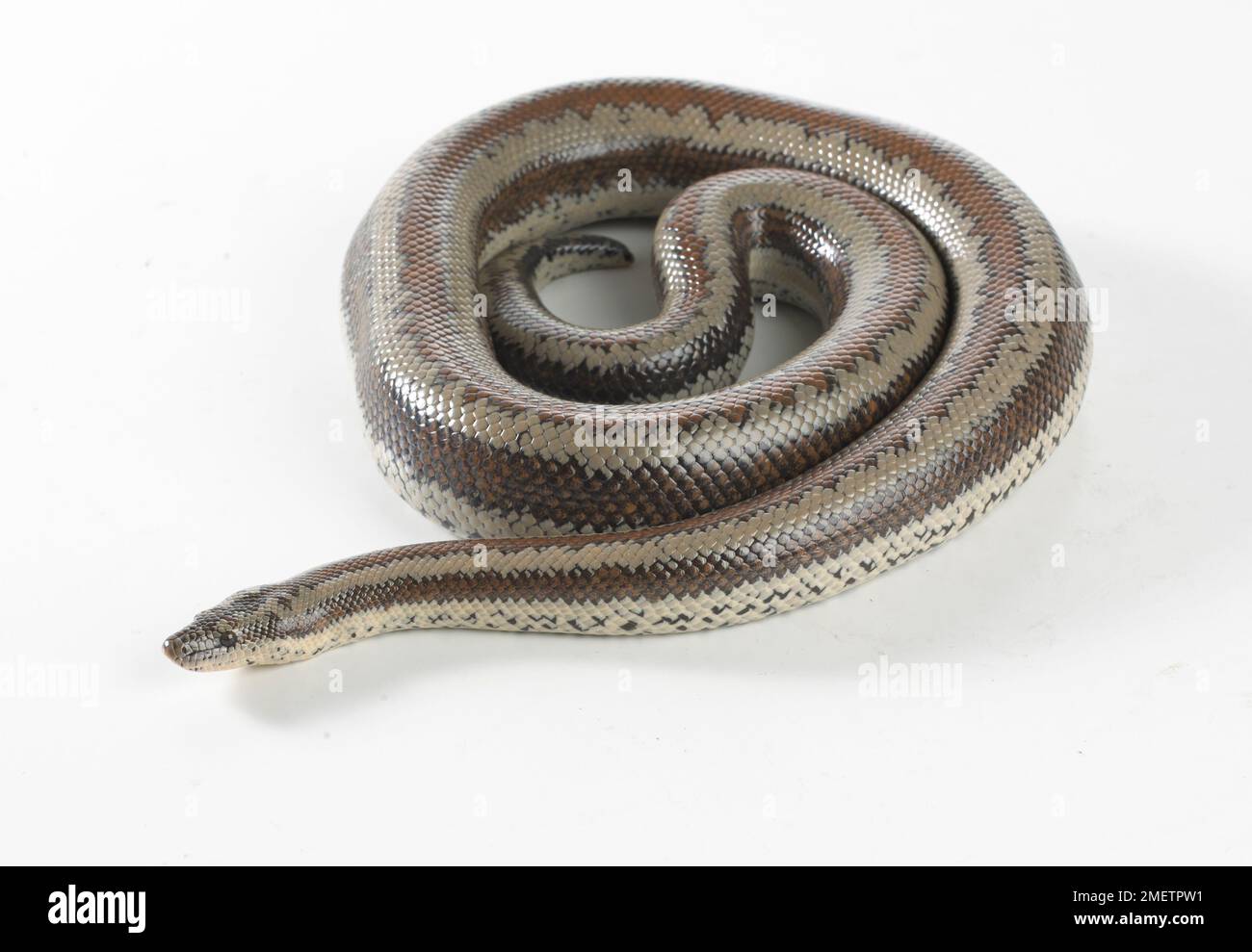Mexican Rosy Boa (Lichanura trivirgata Stock Photo Alamy