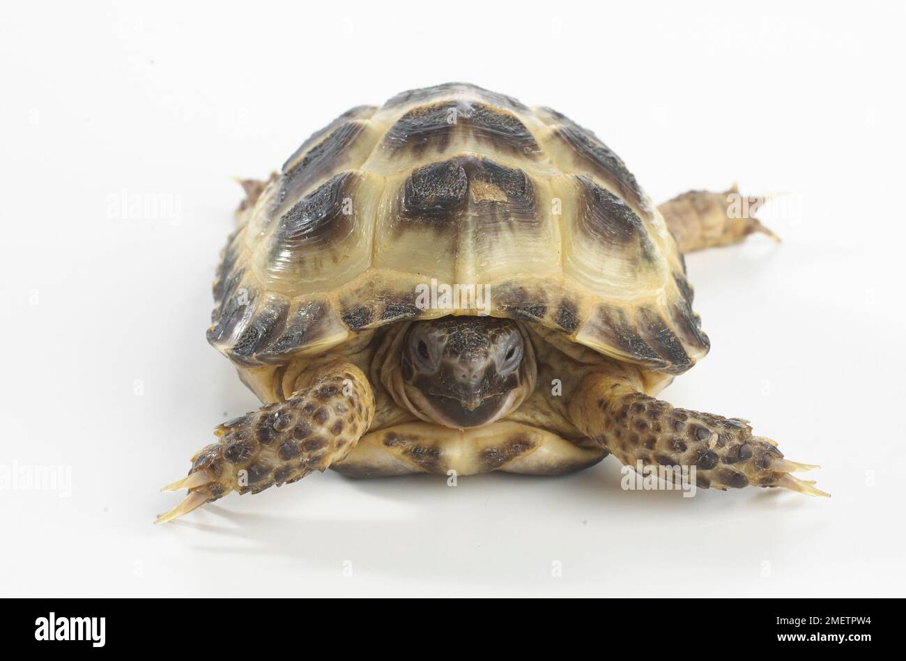 Young Horsefields Tortoise, Russian Tortoise (Agrionemys horsfieldii), 4-year-old Stock Photo