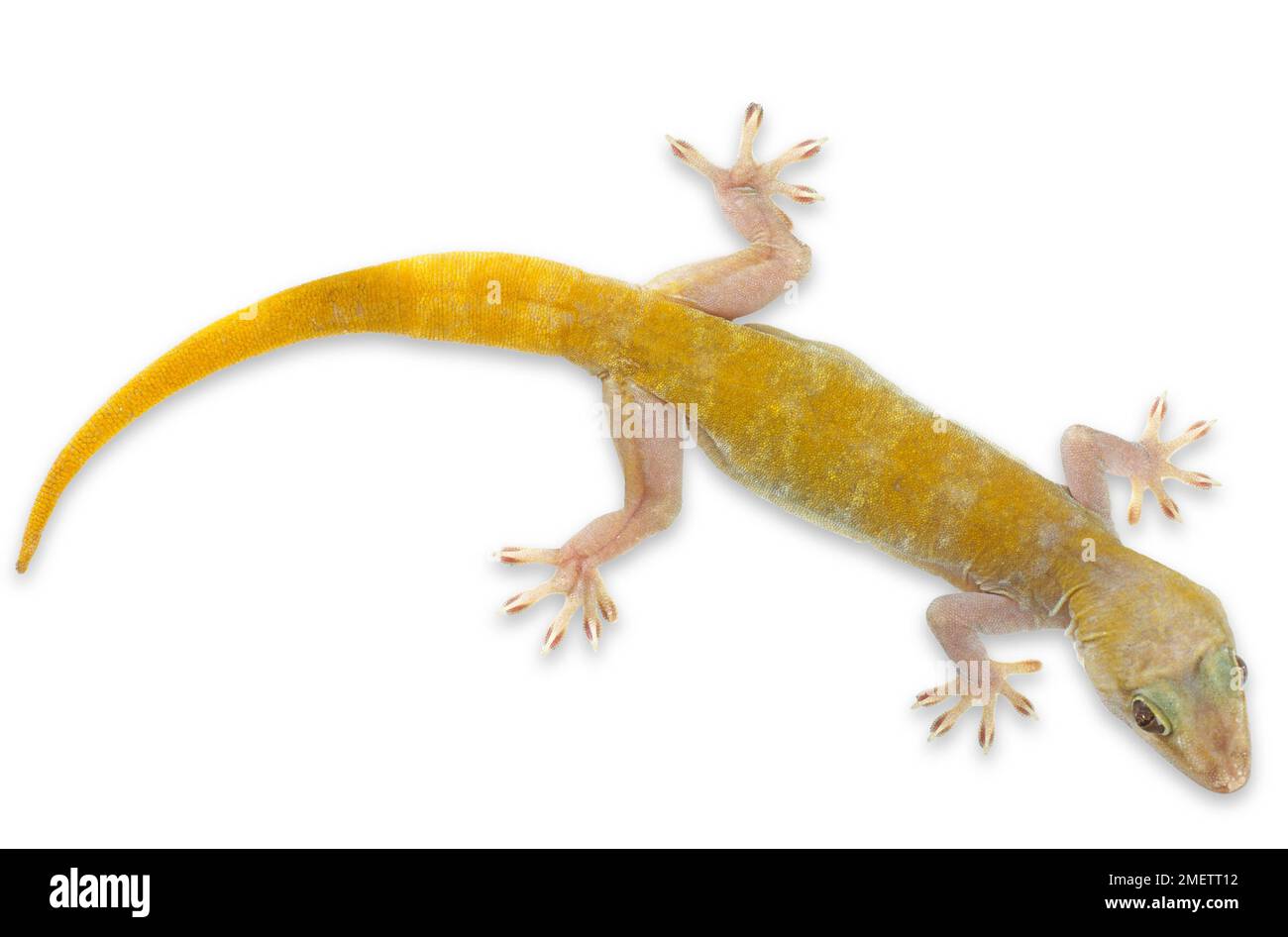 Golden Gecko (Gekko badenii) Stock Photo
