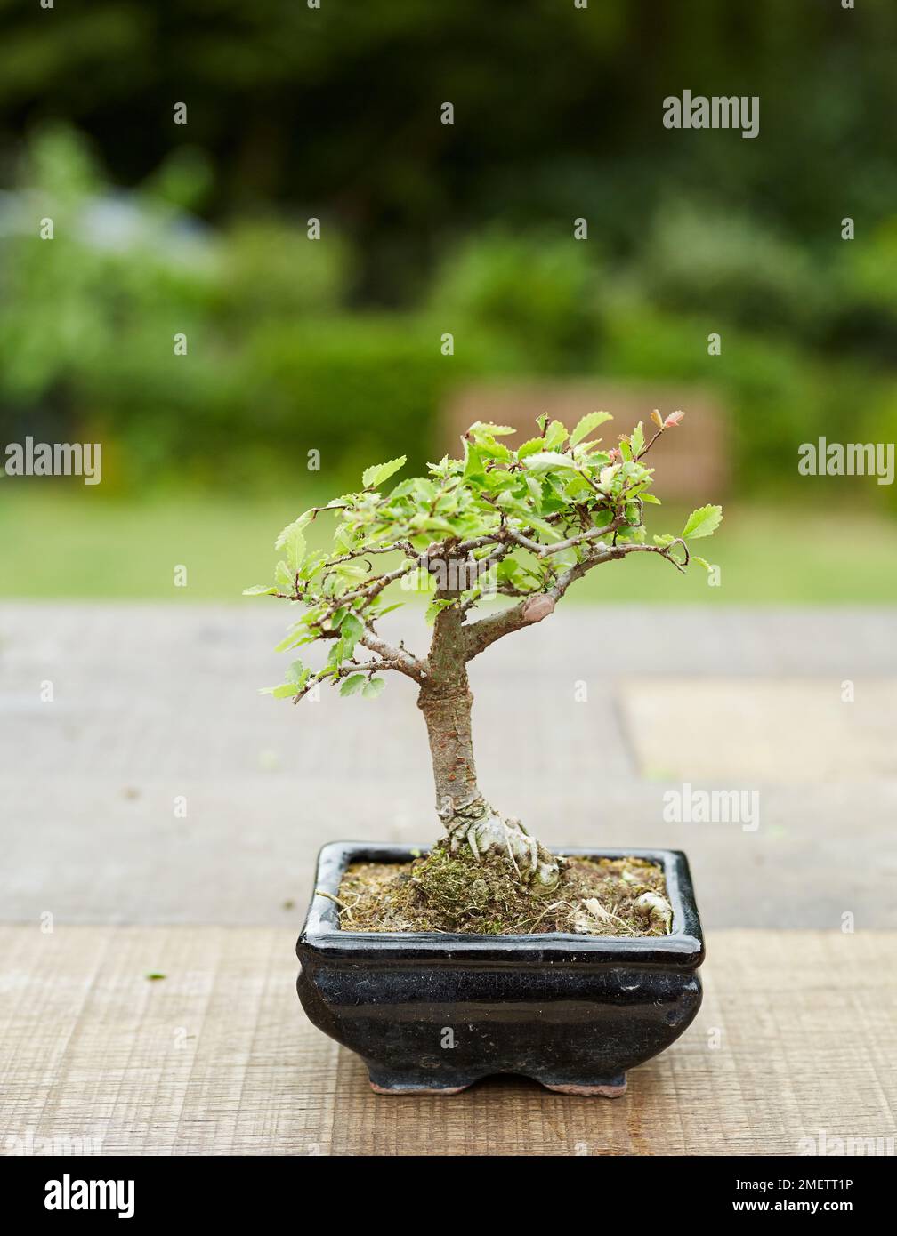 Chinese Elm (Ulmus Parvifolia) Stock Photo