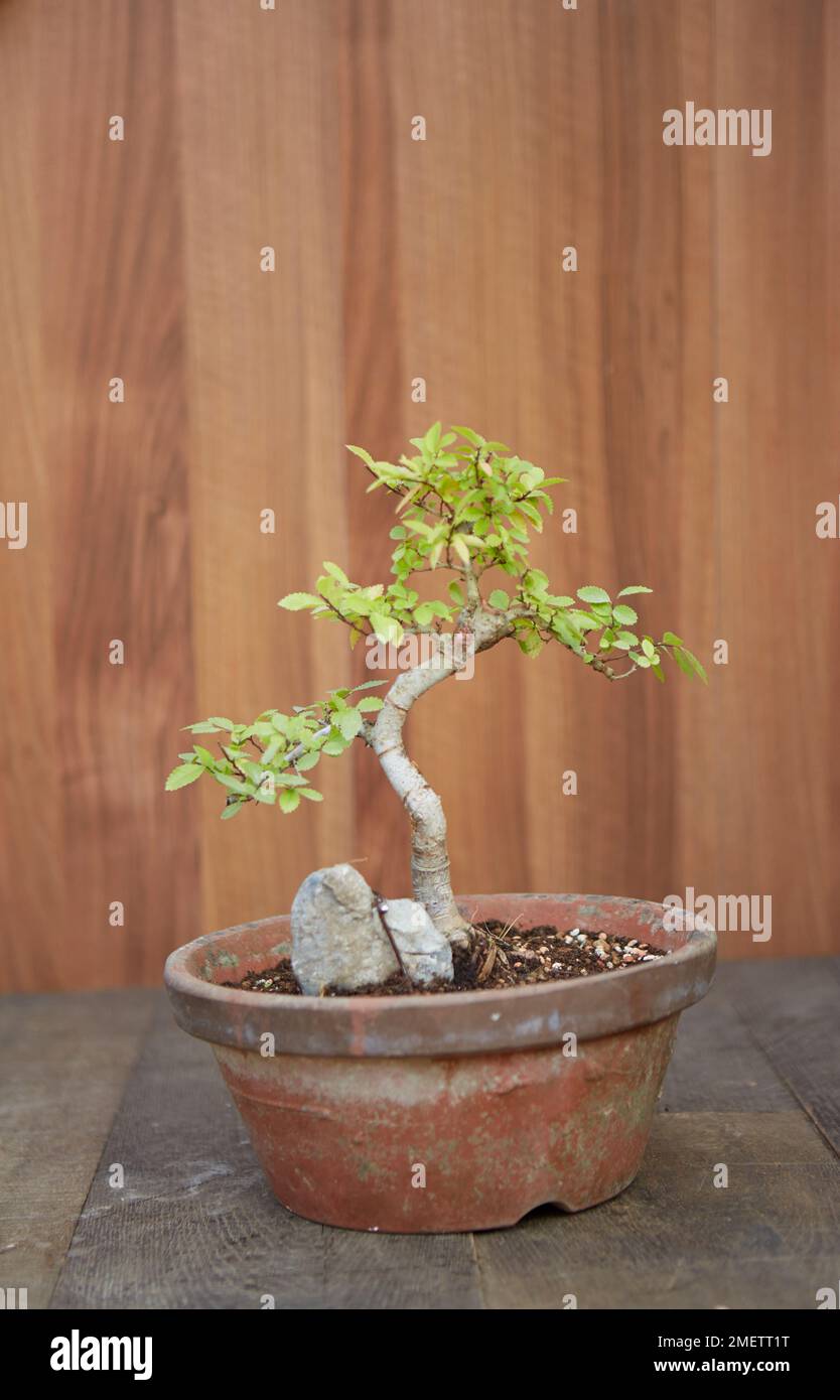 Root-over-rock bonsai, Ulmus parvifolia (Chinese Elm) Stock Photo