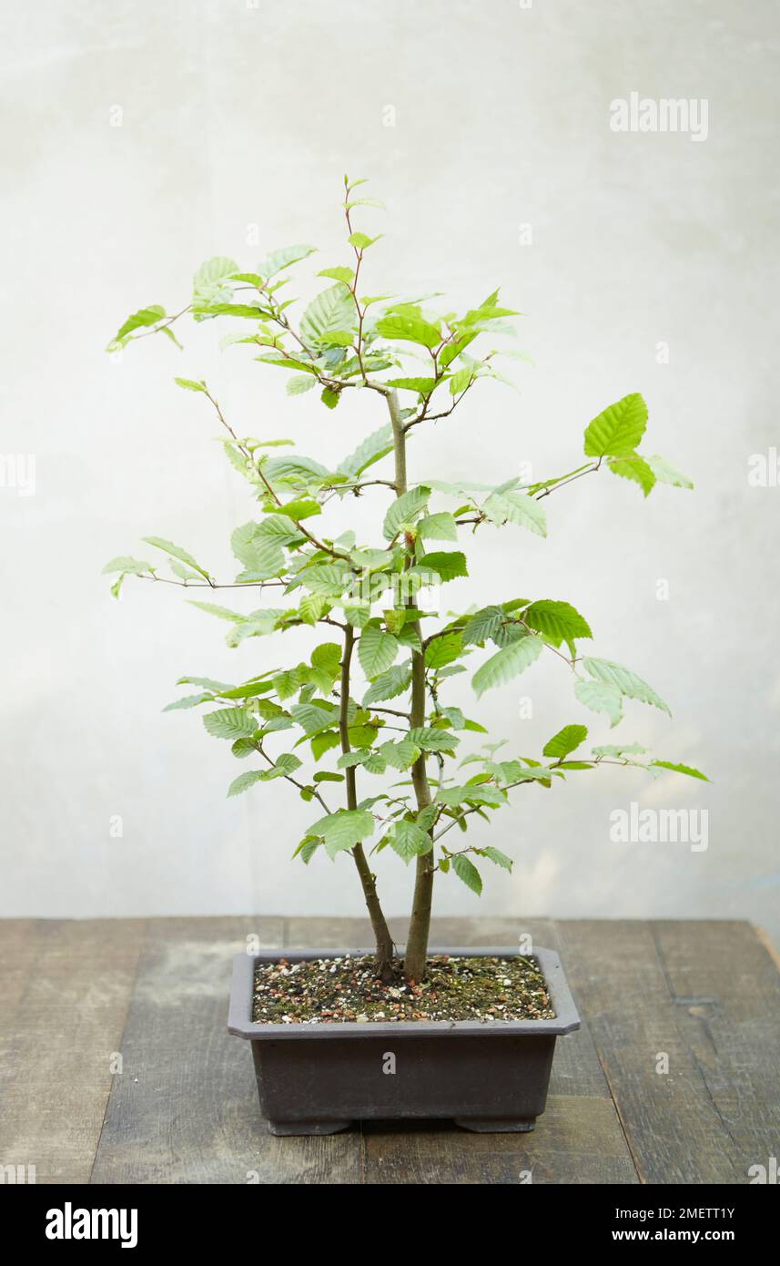 Twin-trunk hornbeam bonsai Stock Photo