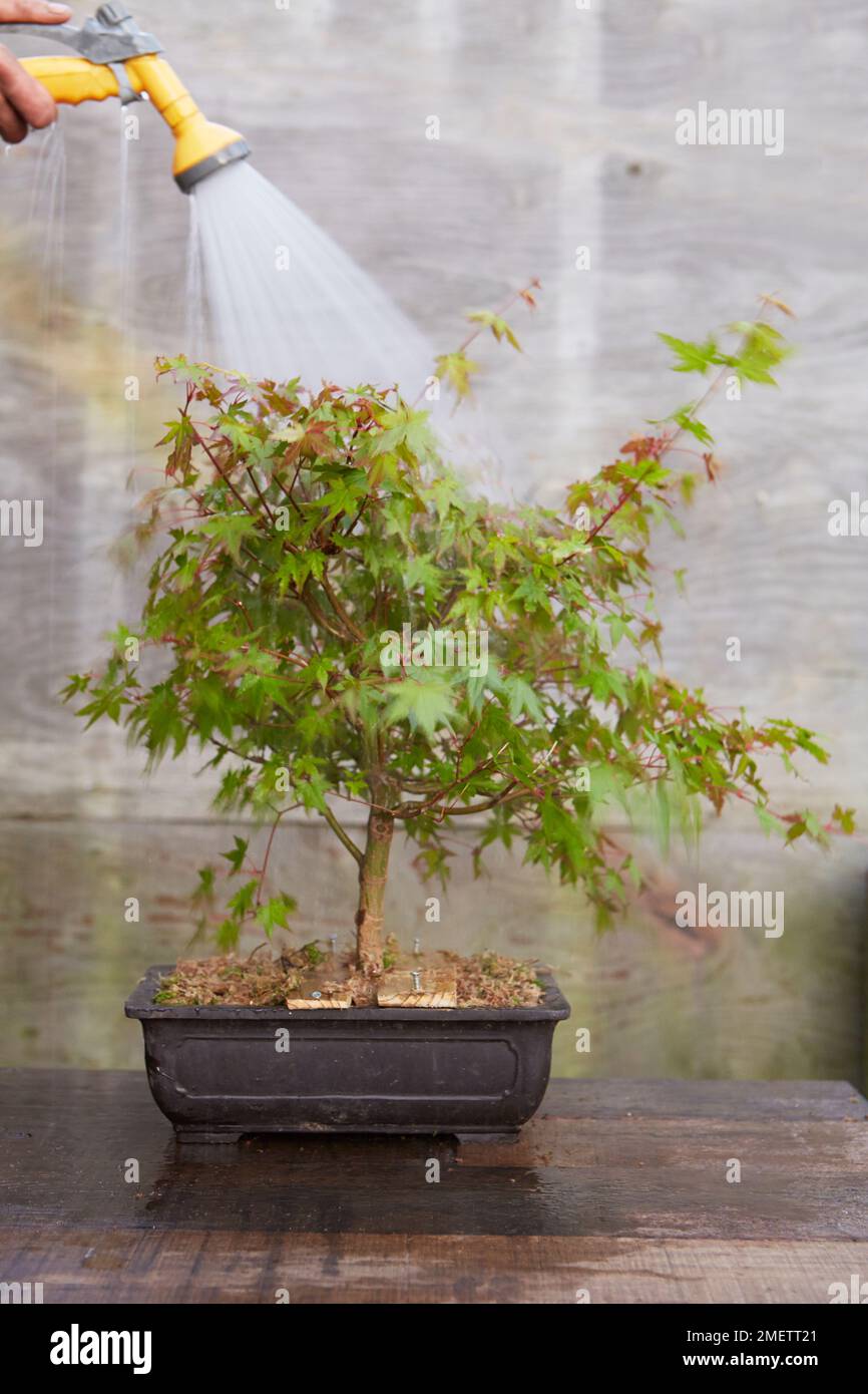 Acer palmatum (Japanese Maple), air layering, watering the new air