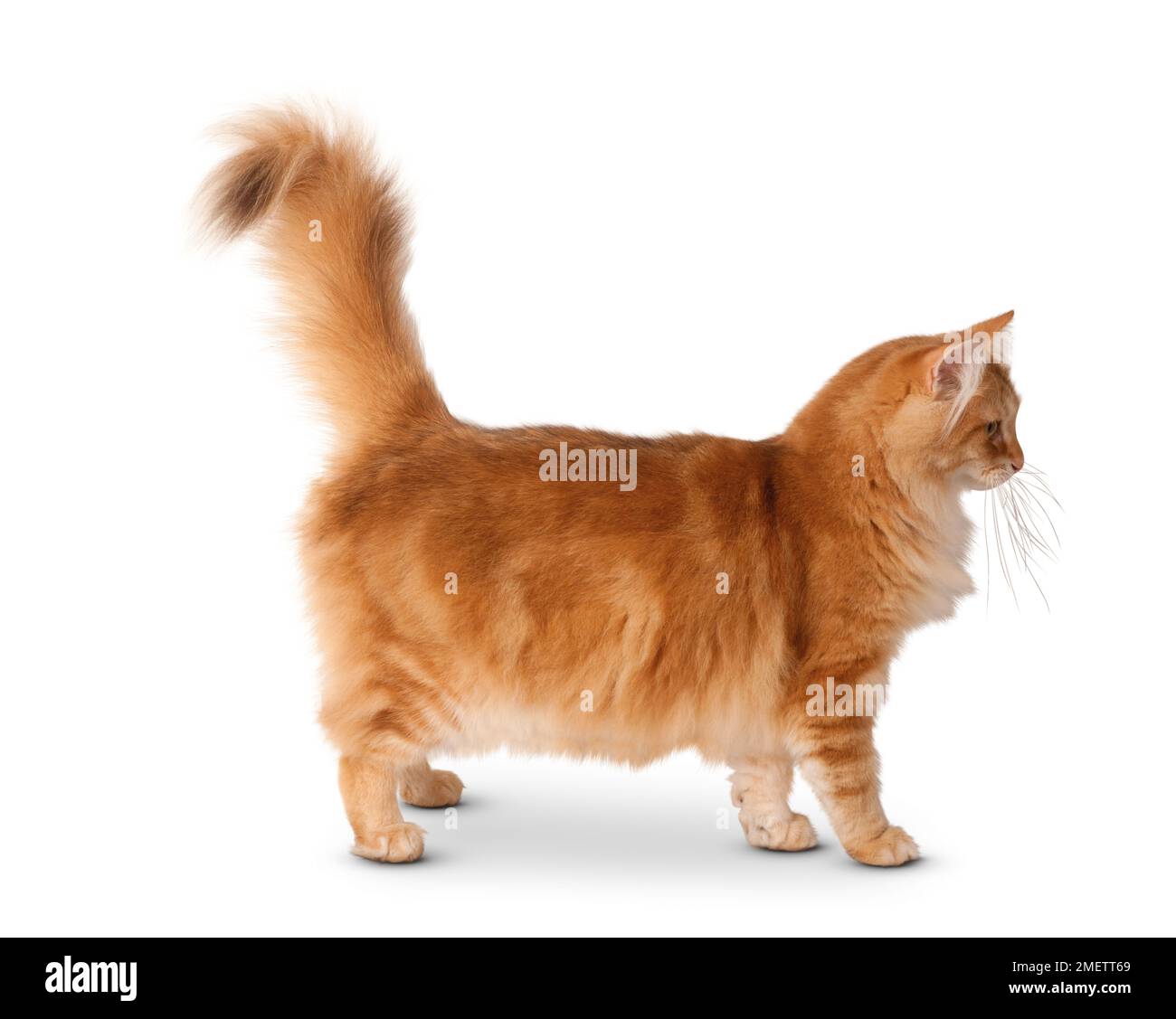 Norwegian Forest Cat Stock Photo Alamy