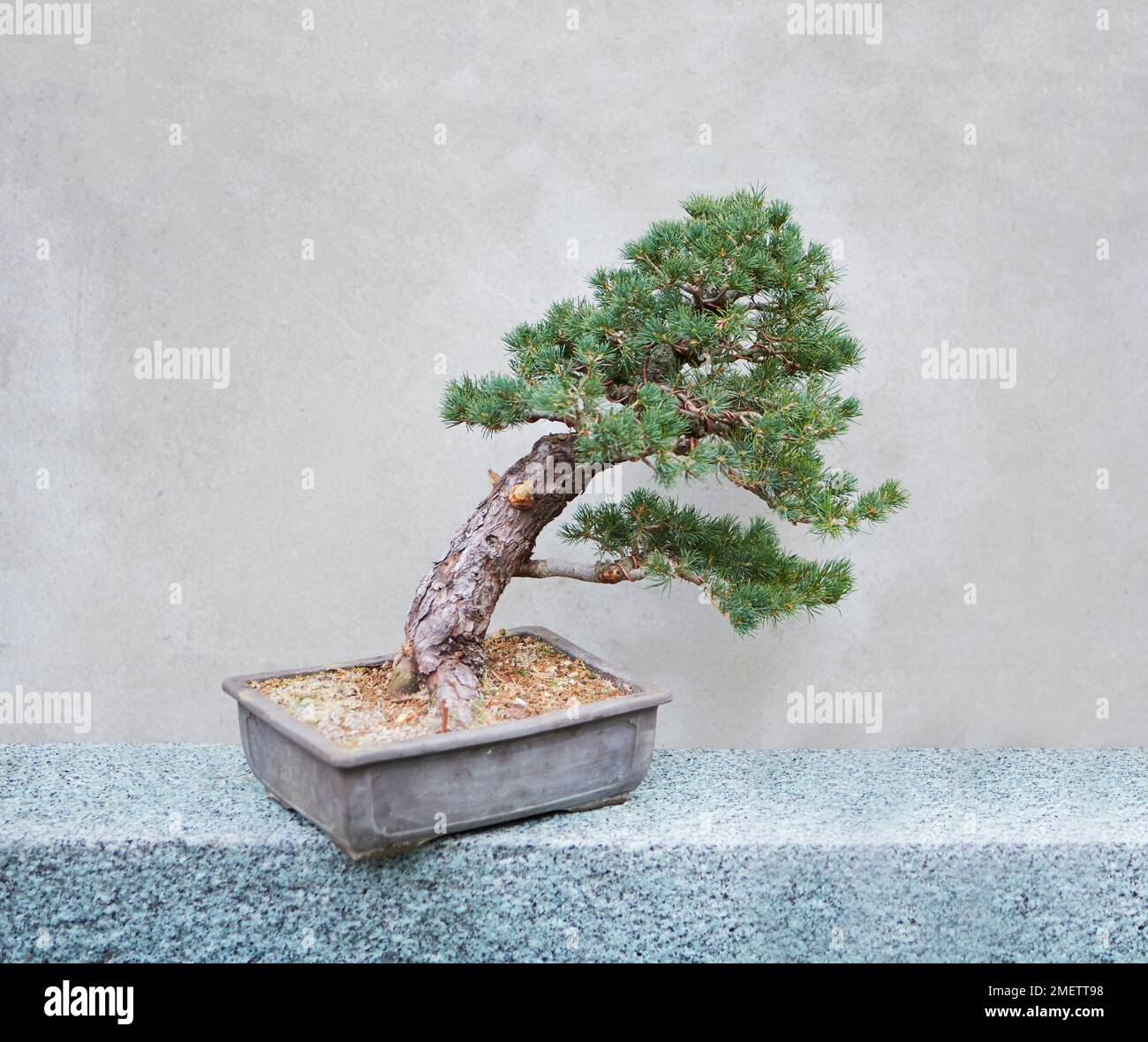 Windswept Pine, Pinus parviflora 'Zui-sho' (White Pine 'Zui-sho') Stock Photo