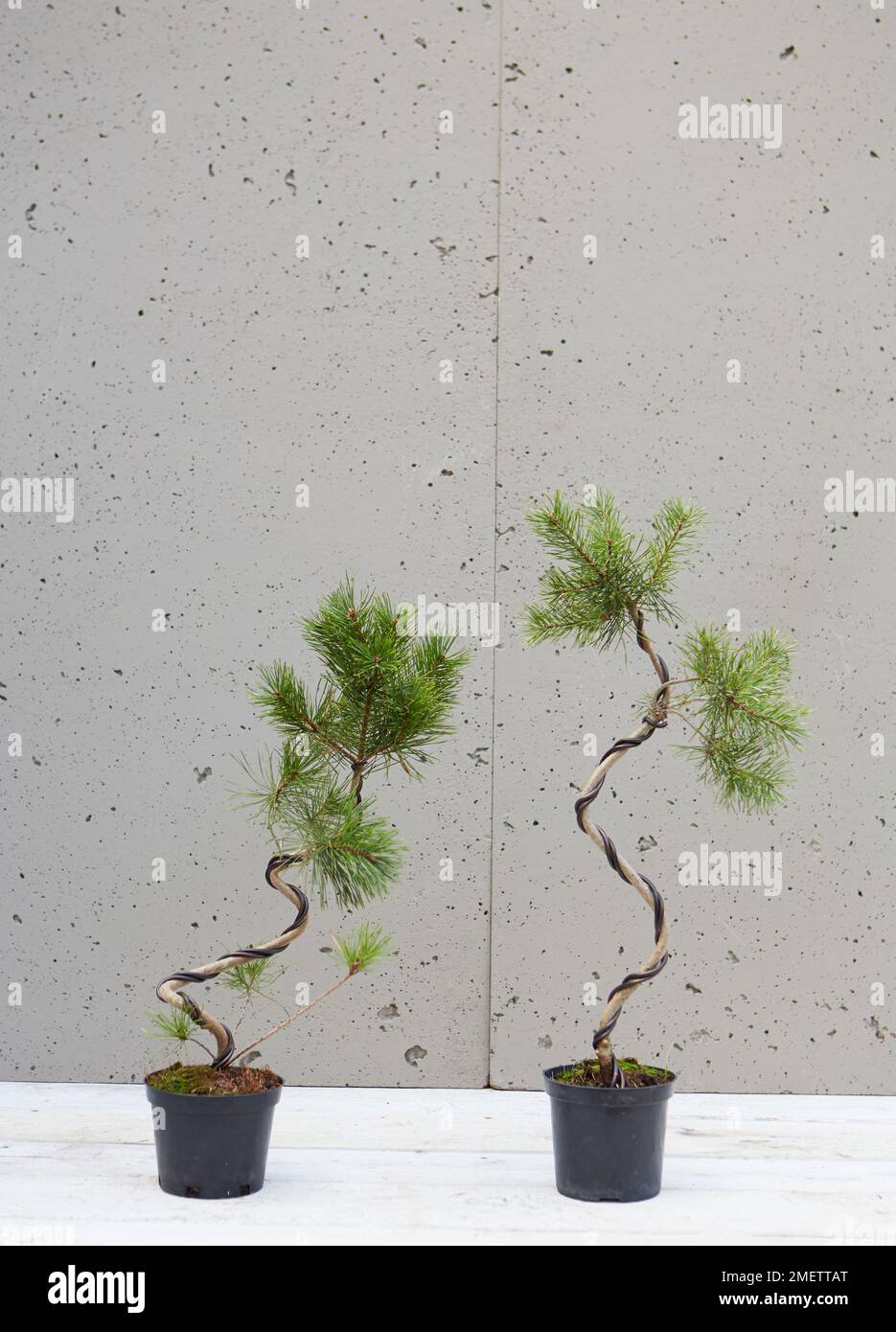 Starting a literati design, Good (left) and bad (right) wiring of a Scots Pine (Pinus Sylvestris) Stock Photo