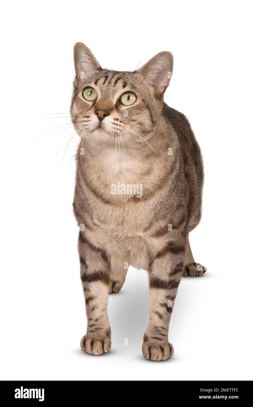 Australian Mist shorthair cat Stock Photo Alamy