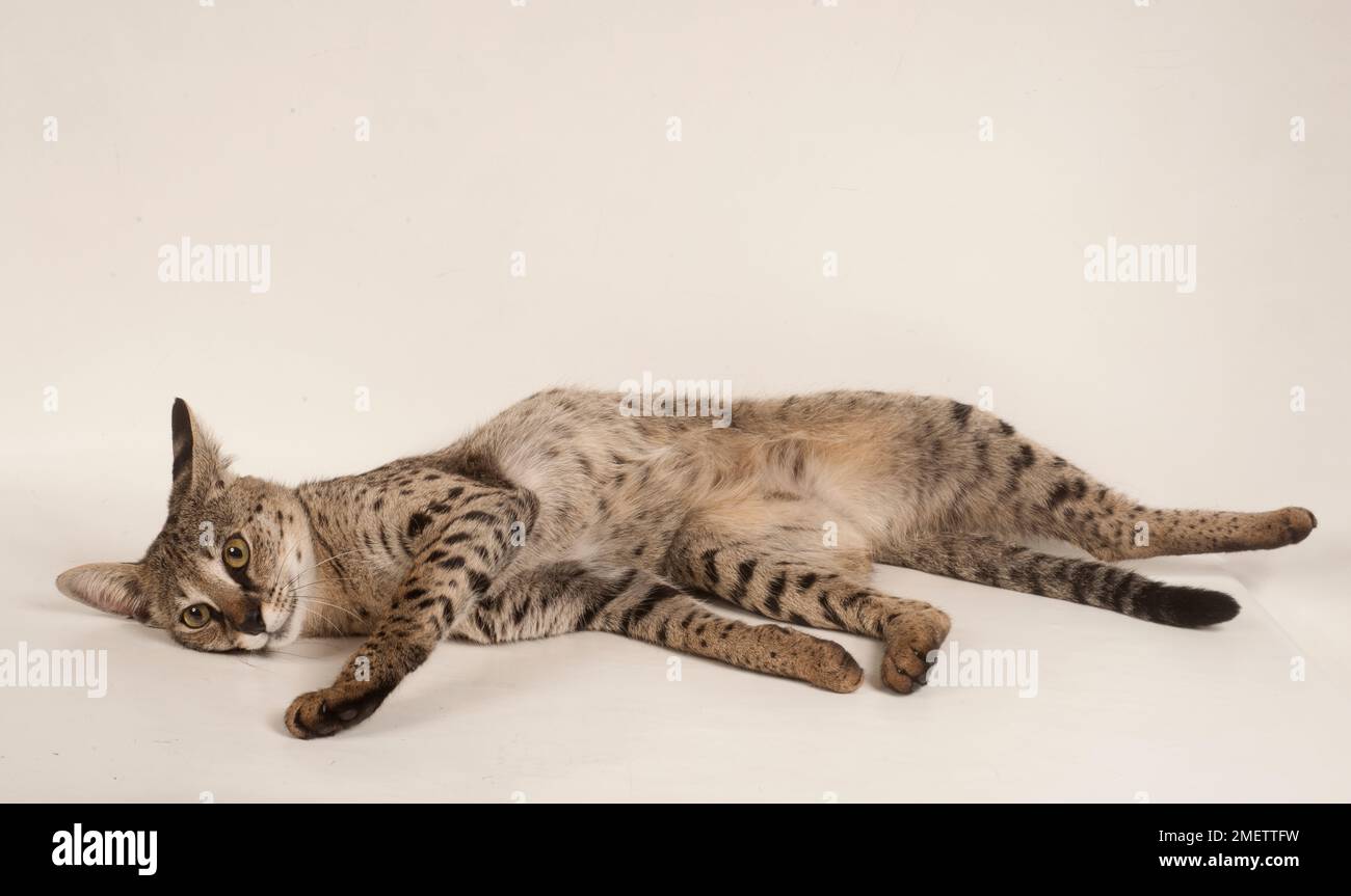 Savannah F1 Shorthair Cat Stock Photo Alamy