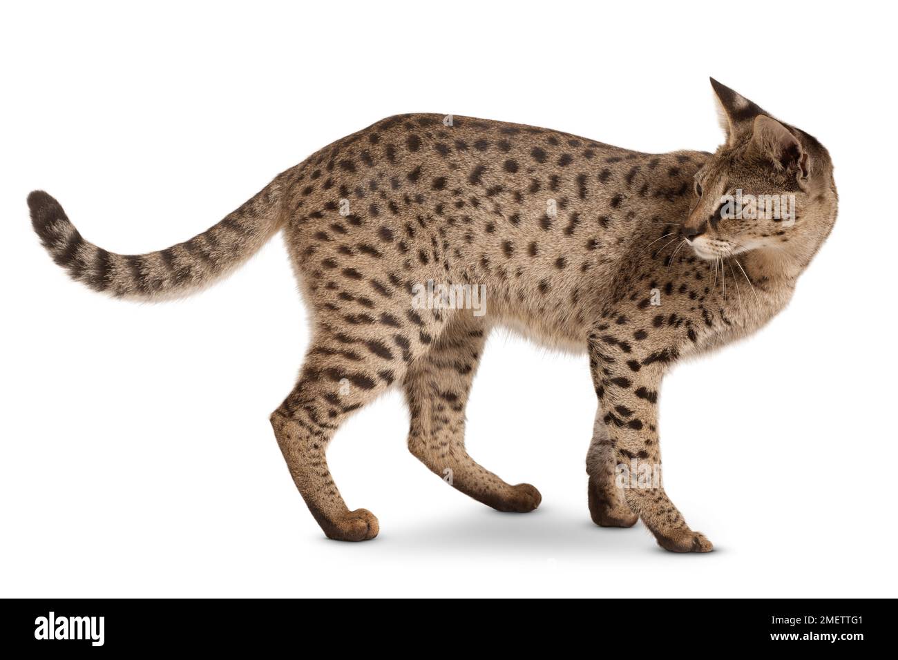 Savannah F1 Shorthair Cat Stock Photo Alamy