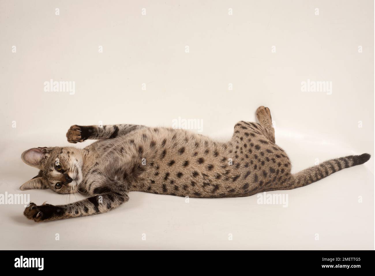 Savannah F1 Shorthair Cat Stock Photo Alamy