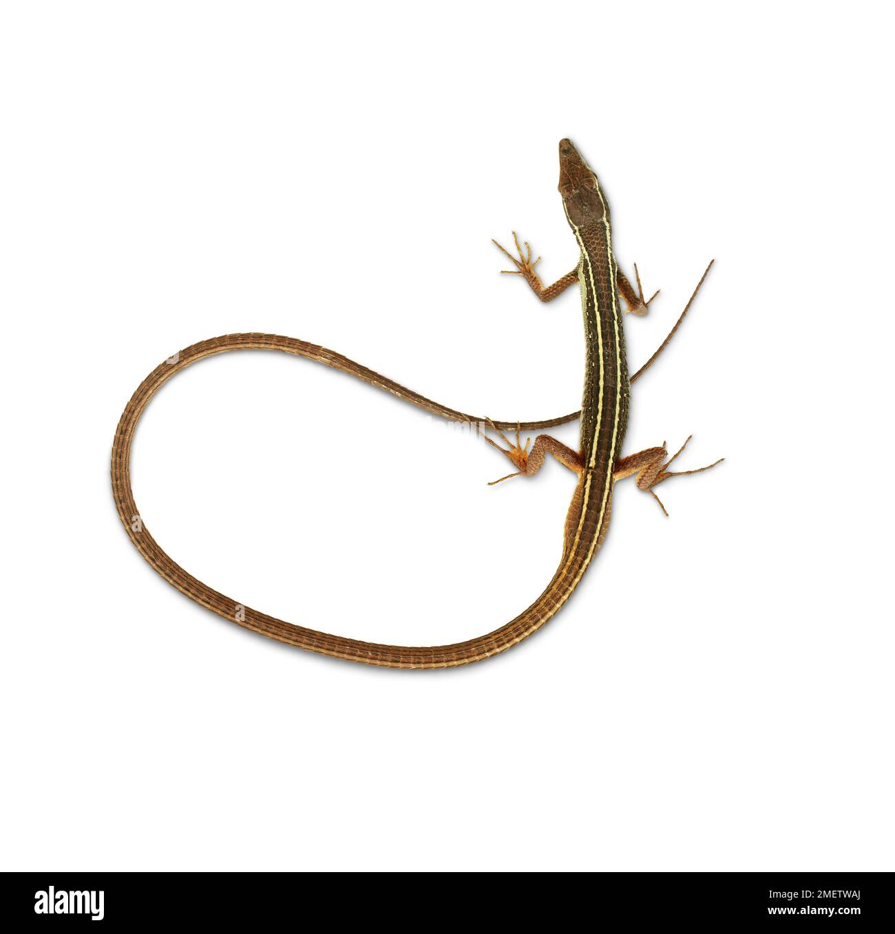 Long-tailed Grass Lizard (Takydromus sexlineatus) Stock Photo