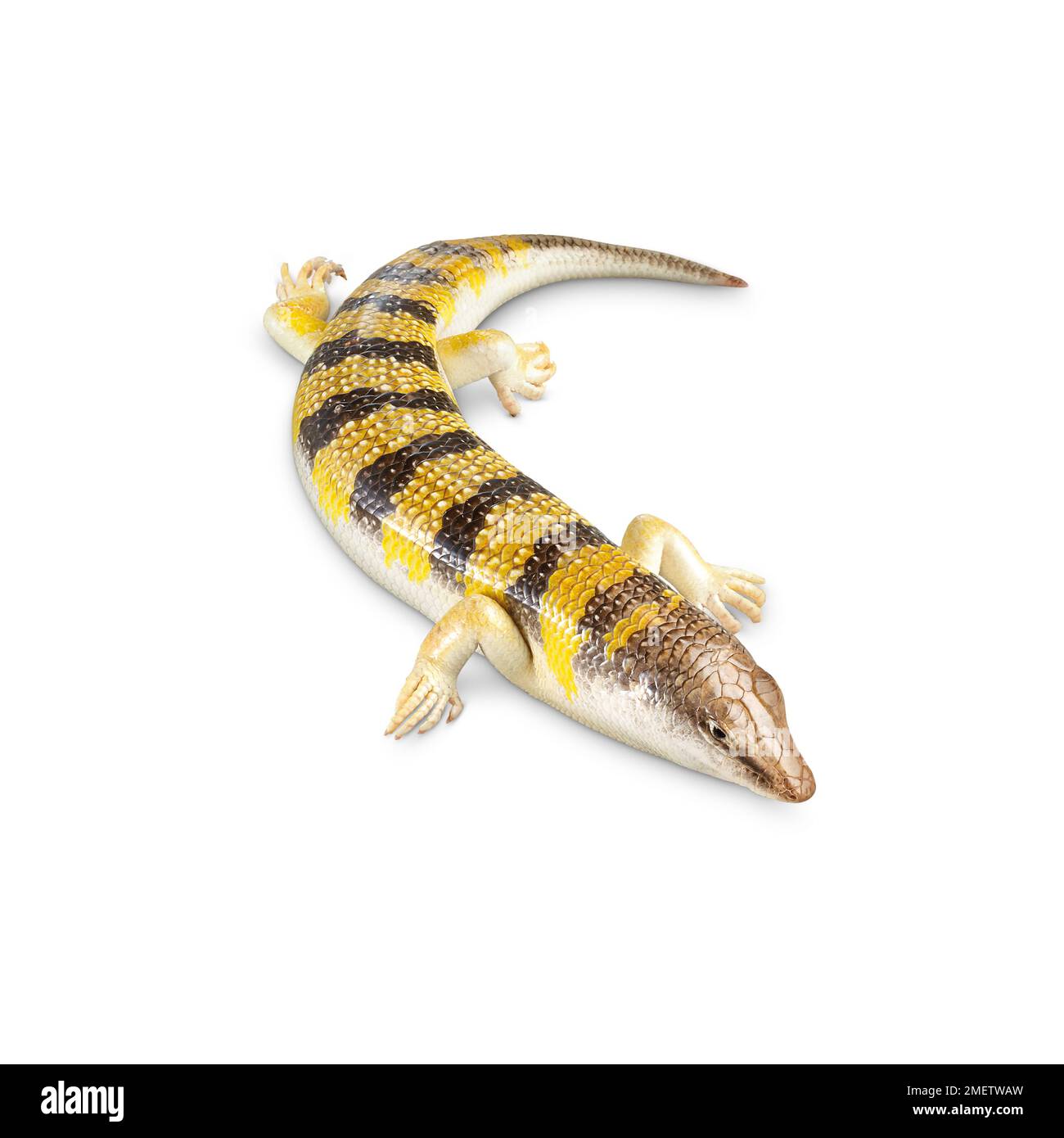 Sand fish (Scincus scincus) Stock Photo