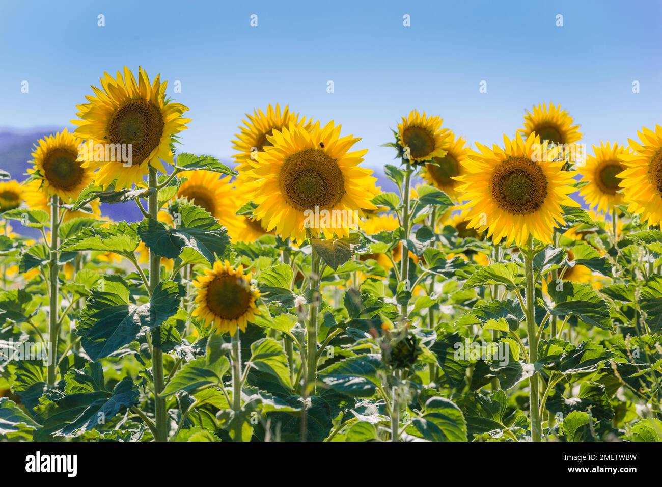 Summer landscape in field sunflowers hi-res stock photography and ...
