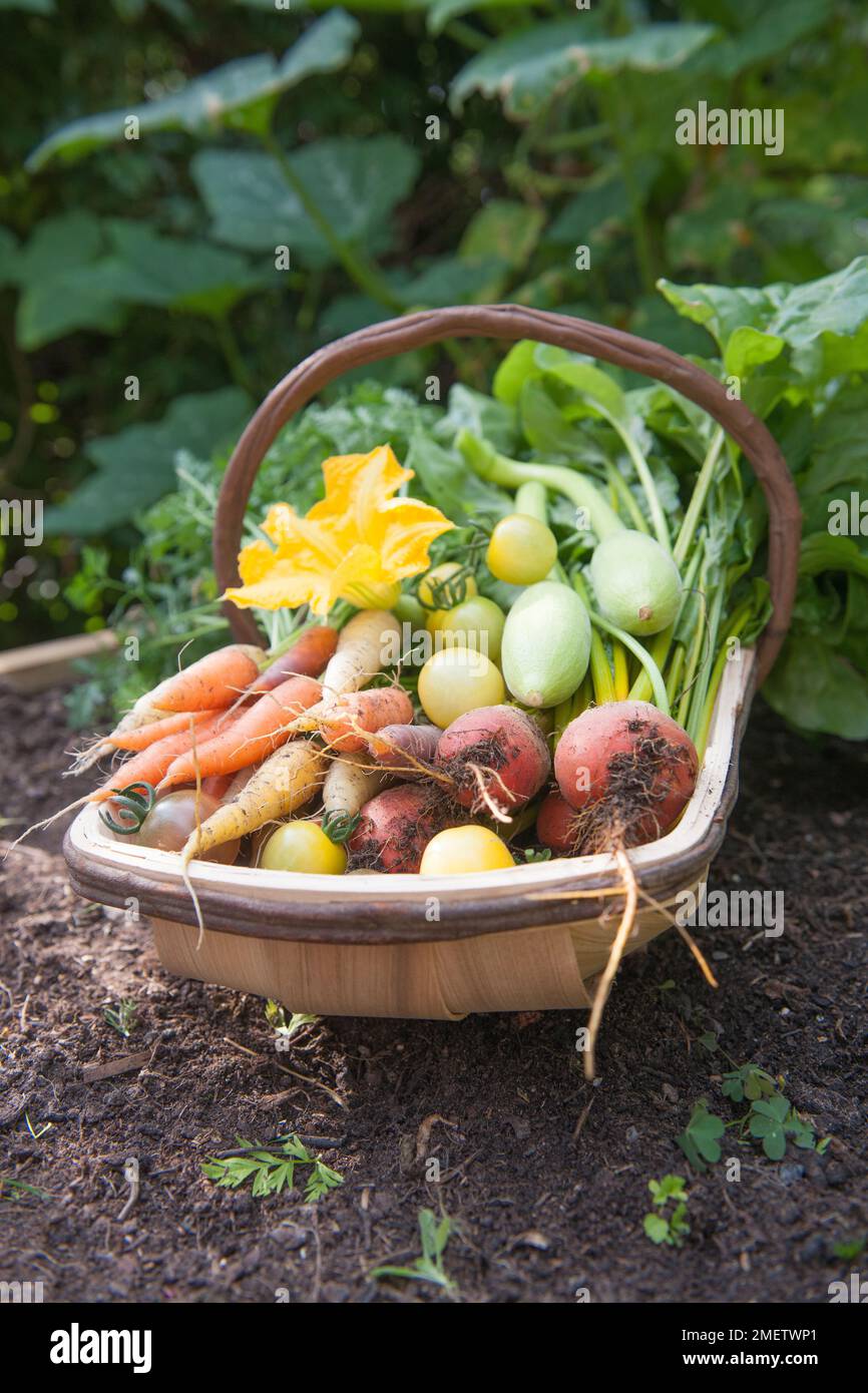 Trug containing various summer vegetables, squash, carrots, beetroot