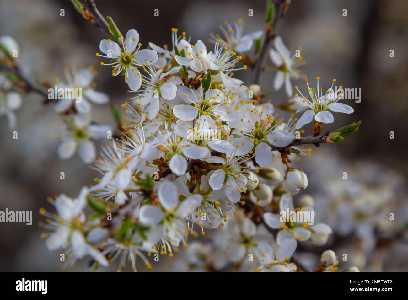 Prunus spinosa, called blackthorn or sloe, is a species of flowering plant in the rose family Rosaceae. Prunus spinosa, called blackthorn or sloe tree Stock Photo