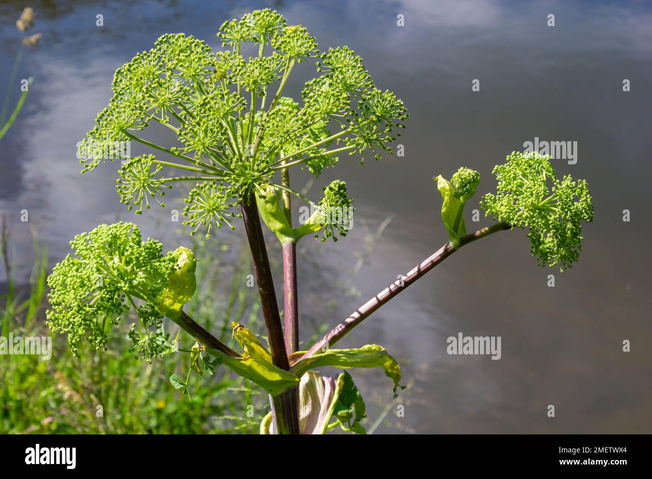 Angelica, Angelica, Archangelica, belongs to the wild plant with green flowers. It is an important medicinal plant and is also used in medicine. Stock Photo