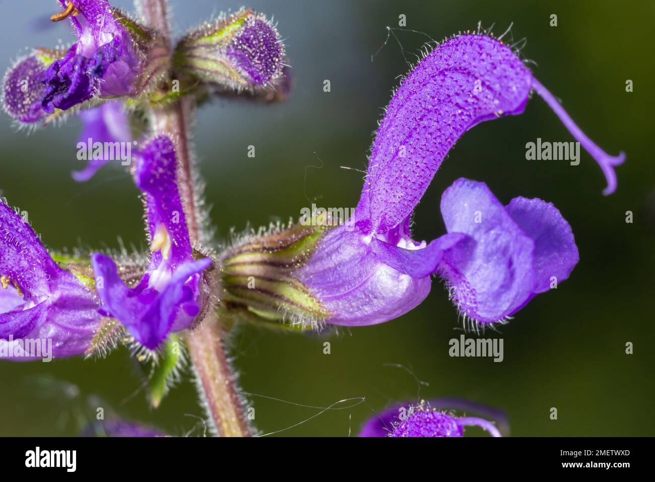 Salvia pratensis sage flowers in bloom, flowering blue violet purple mmeadow clary plants, green grass leaves. Stock Photo
