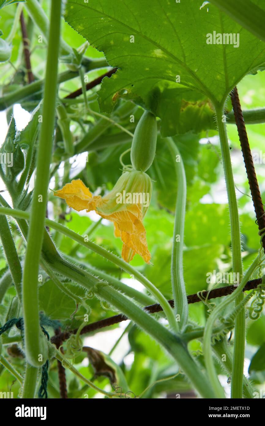 Summer squash flower fruitlet Stock Photo Alamy