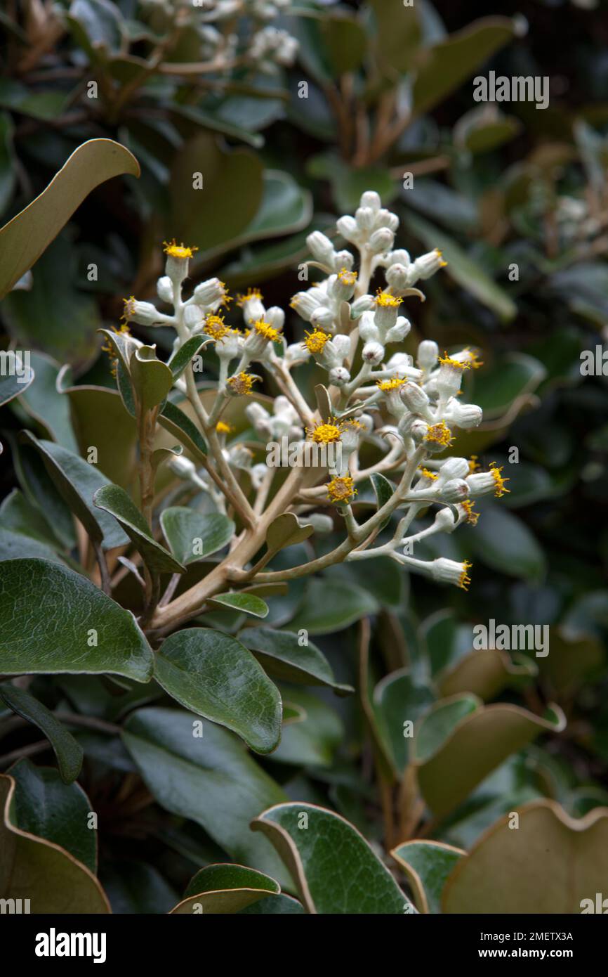 Brachyglottis Rotundifolia Stock Photo