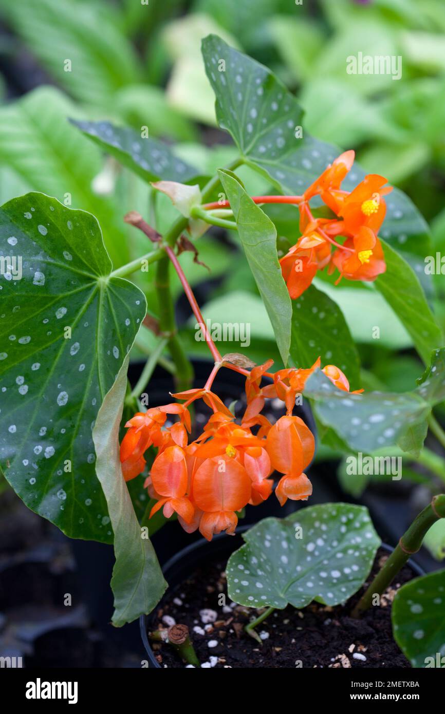 Begonia 'Orange Rubra' Stock Photo