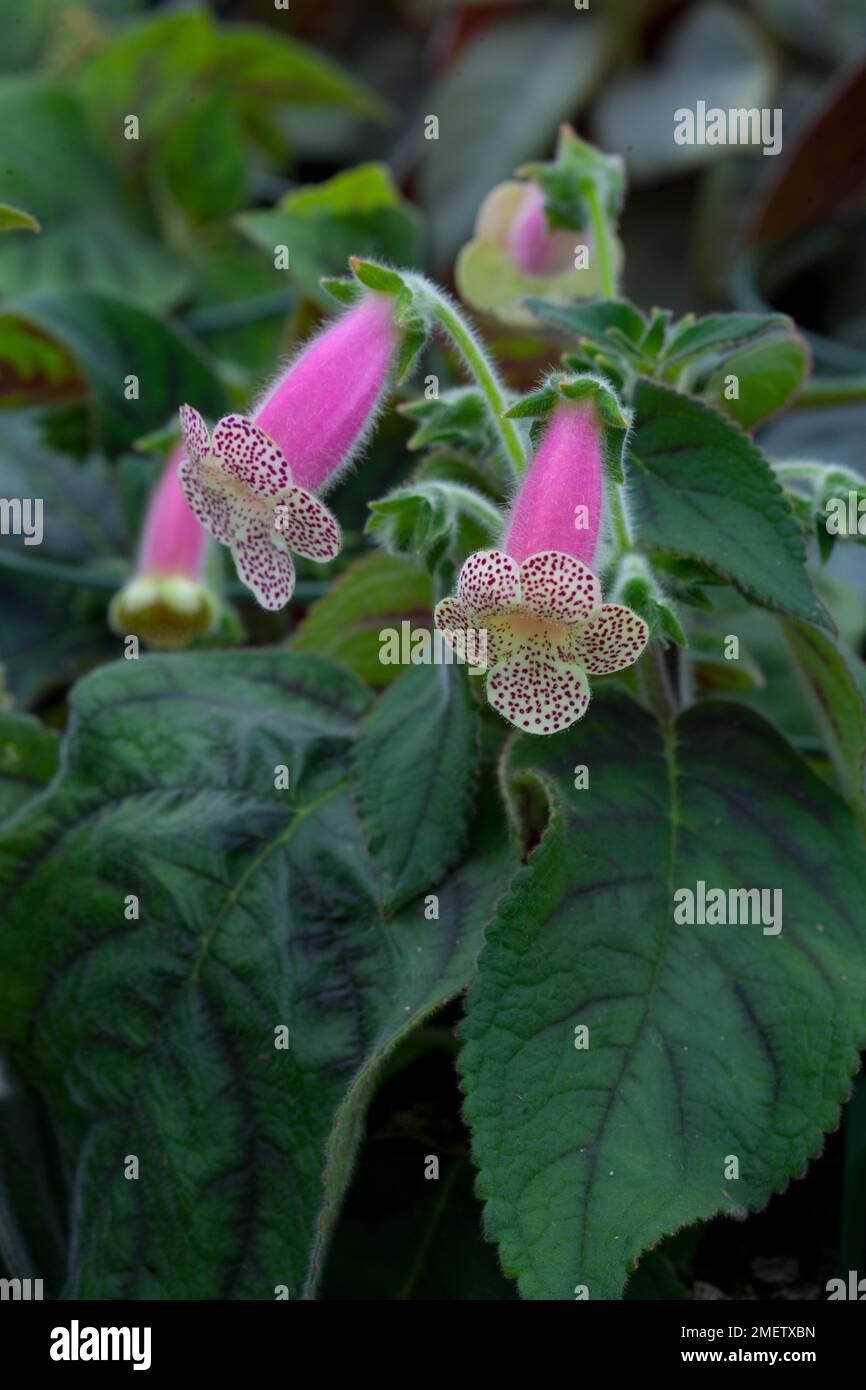 Moree hi-res stock photography and images - Alamy