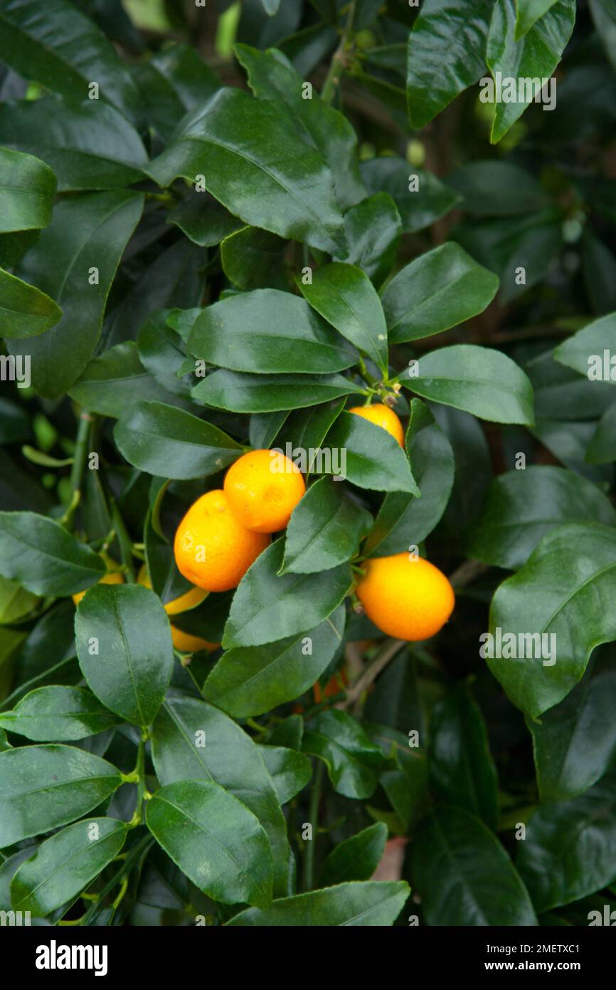 Kumquat citrus fortunella marganta 'Nagami' Stock Photo Alamy