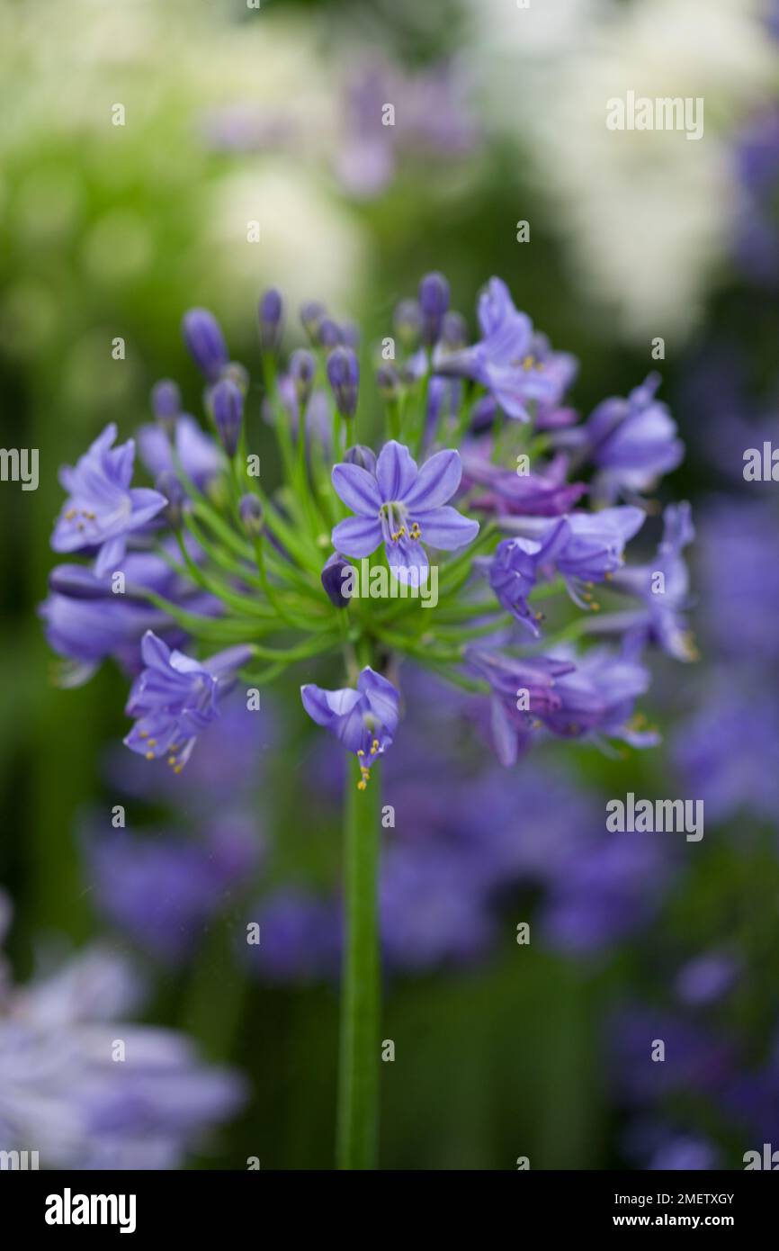 Agapanthus 'Brilliant Blue' Stock Photo