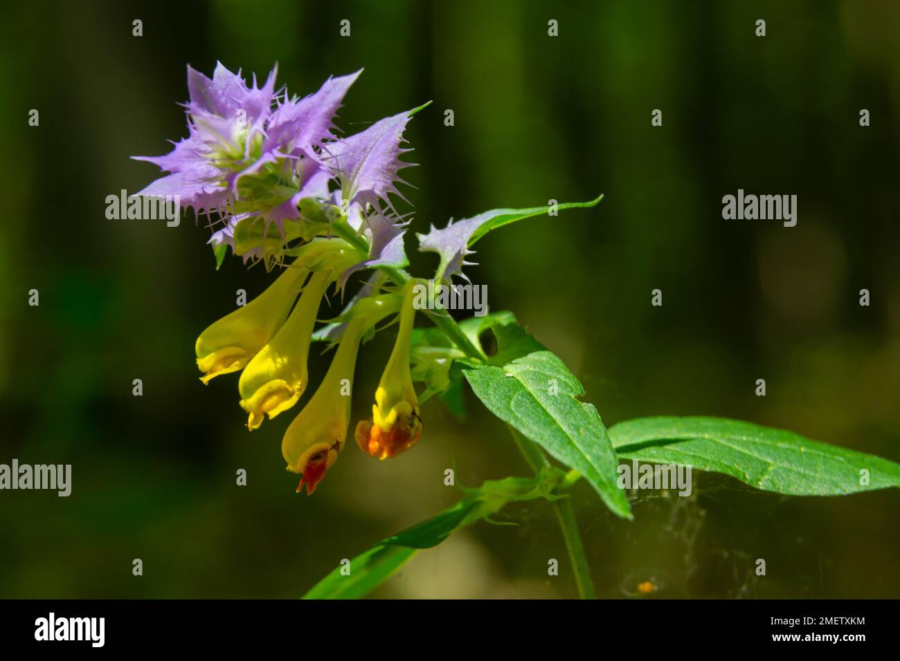 Wood Cow-wheat Melampyrum nemorosum flower on a blurred background. Stock Photo
