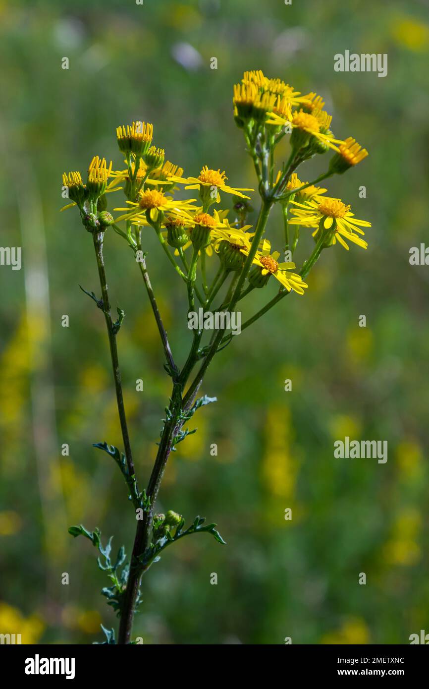 Closeup of many butterflies on a yellow flowering common ragwort or Jacobaea vulgaris plant. Stock Photo