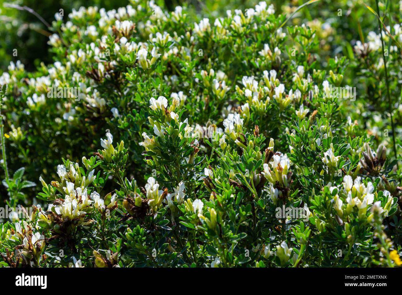 In the spring Chamaecytisus ruthenicus blooms in the wild. Stock Photo