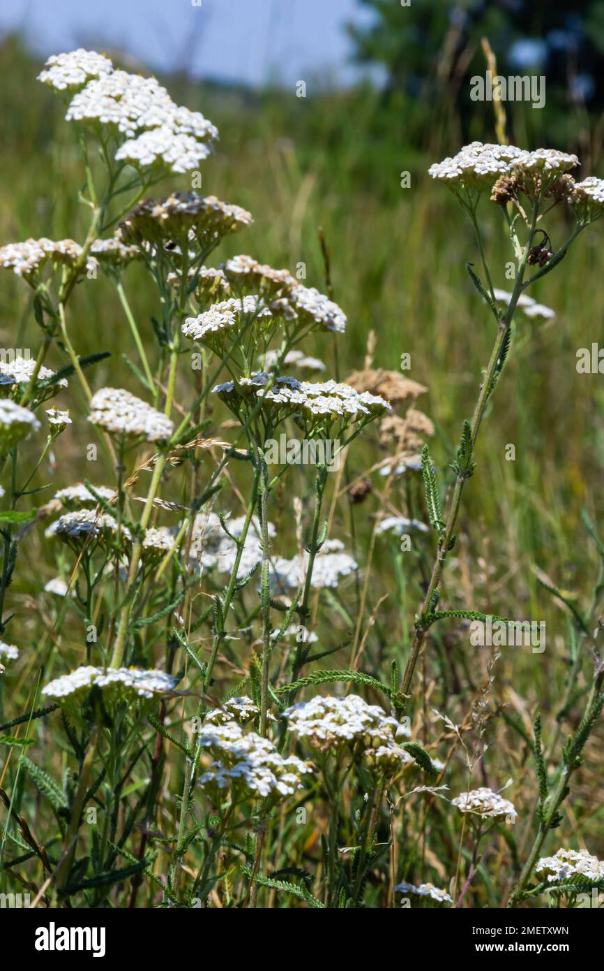 Yarrow common, flowers of a medicinal plant. Raw materials for the