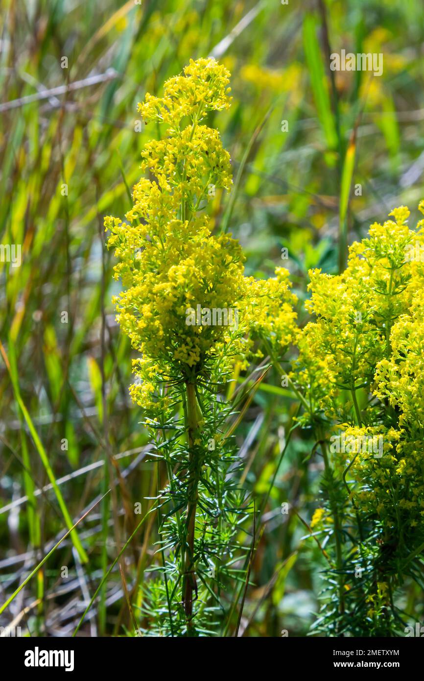 Galium verum is a herbaceous perennial plant of the family Rubiaceae. Flowering meadow, fragrant, honey plants. Stock Photo