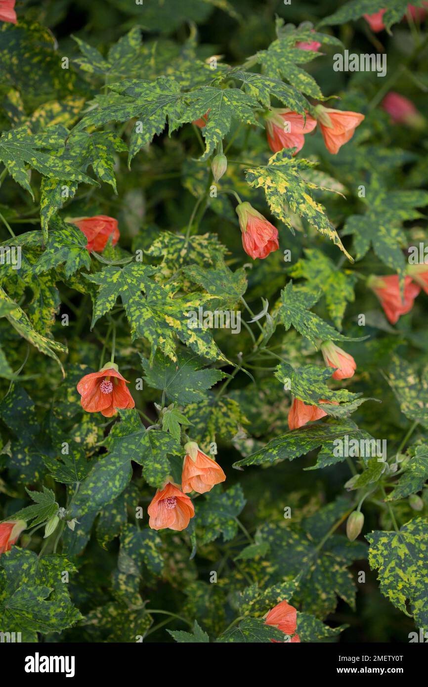 Abutilon 'Salmon Variegated' NOT SURE Stock Photo