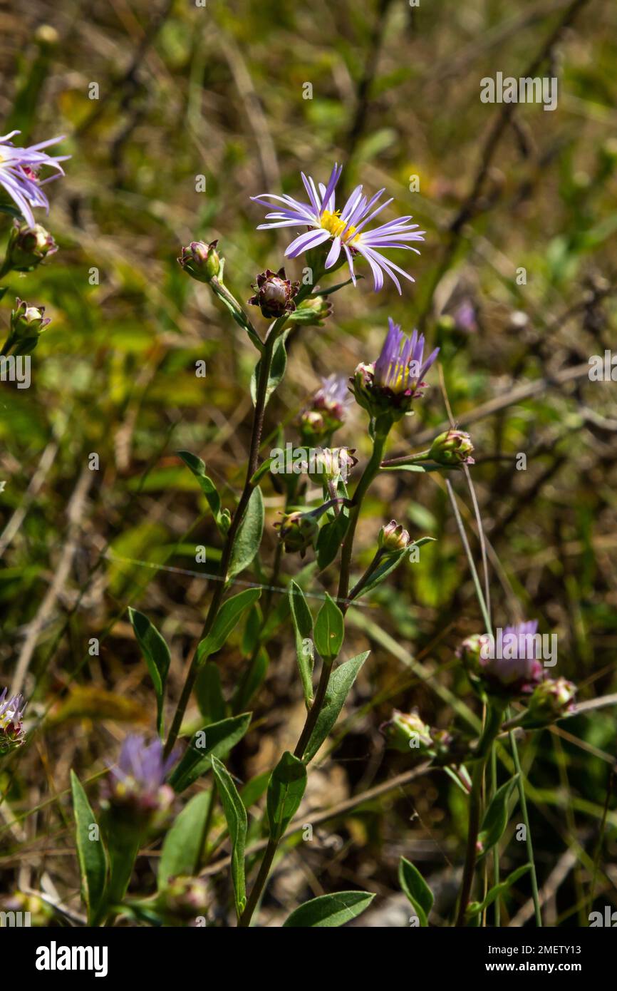 Aster amellus, Compositae. Wild plant shot in summer. Stock Photo